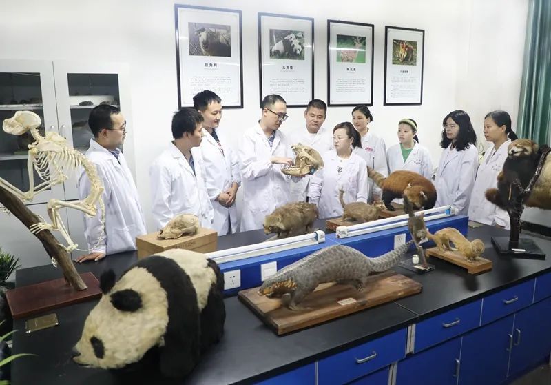 边撸熊猫边上学？全国首个大熊猫学院今年9月迎新→