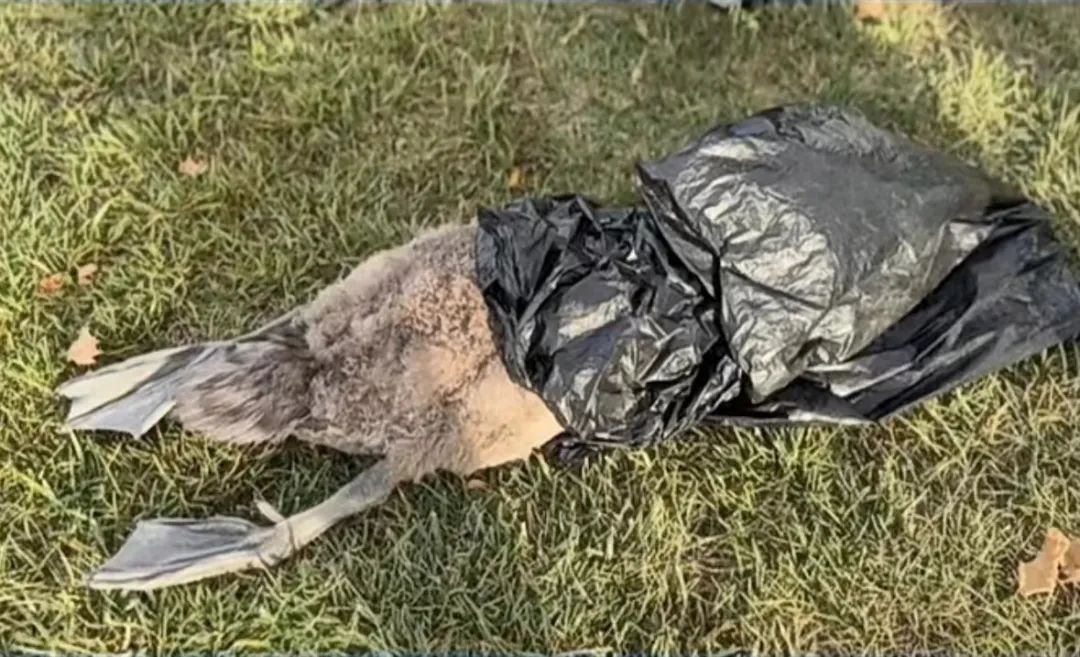 为博女友一笑，砸死国家二级保护动物？一男子被刑拘！