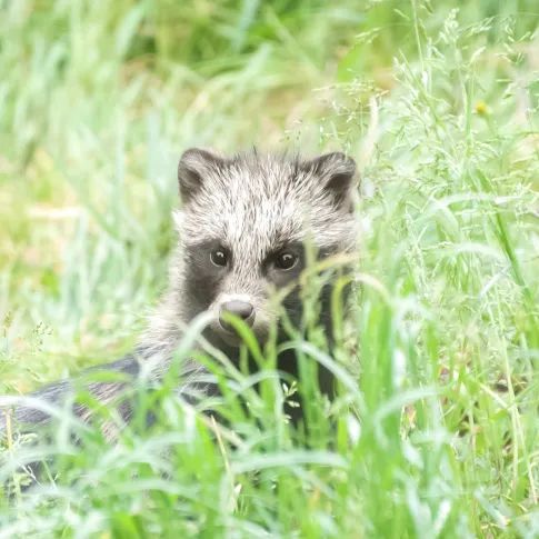 萌兽“做客”派出所 警林携手共救助 萌兽“做客”派出所 警林携手共救助