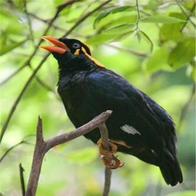 萌兽“做客”派出所 警林携手共救助 萌兽“做客”派出所 警林携手共救助