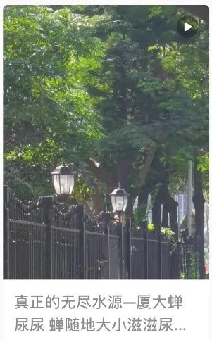 细思极恐！高温天树上滴水，可能是它尿了→