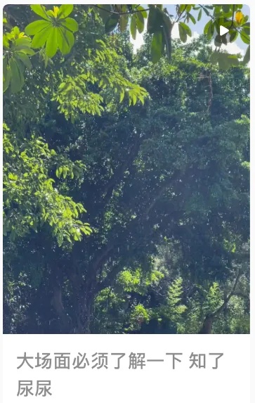 细思极恐！高温天树上滴水，可能是它尿了→