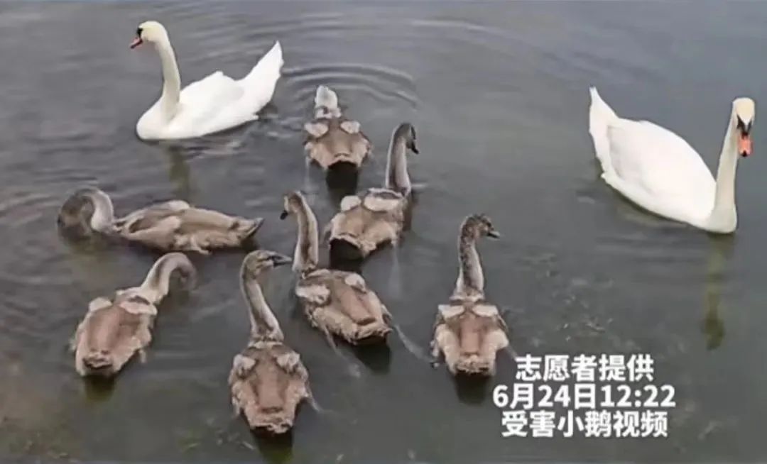 天鹅宝宝被砸死，理由太荒唐！警方：嫌疑人刑拘