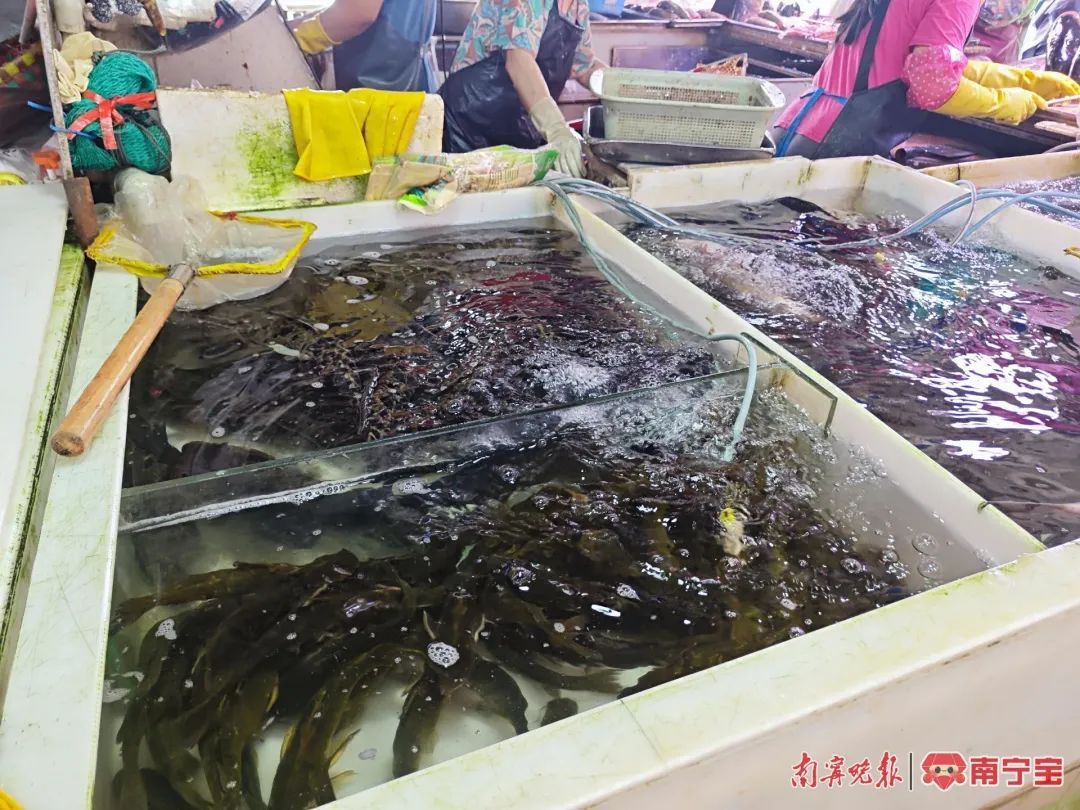 广西珠江流域禁渔期结束!这些鱼价格上涨…… 广西珠江流域禁渔期结束!这些鱼价格上涨……
