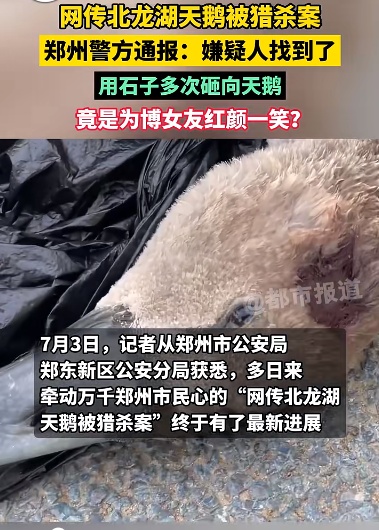 天鹅宝宝被砸死，理由太荒唐！警方：嫌疑人刑拘