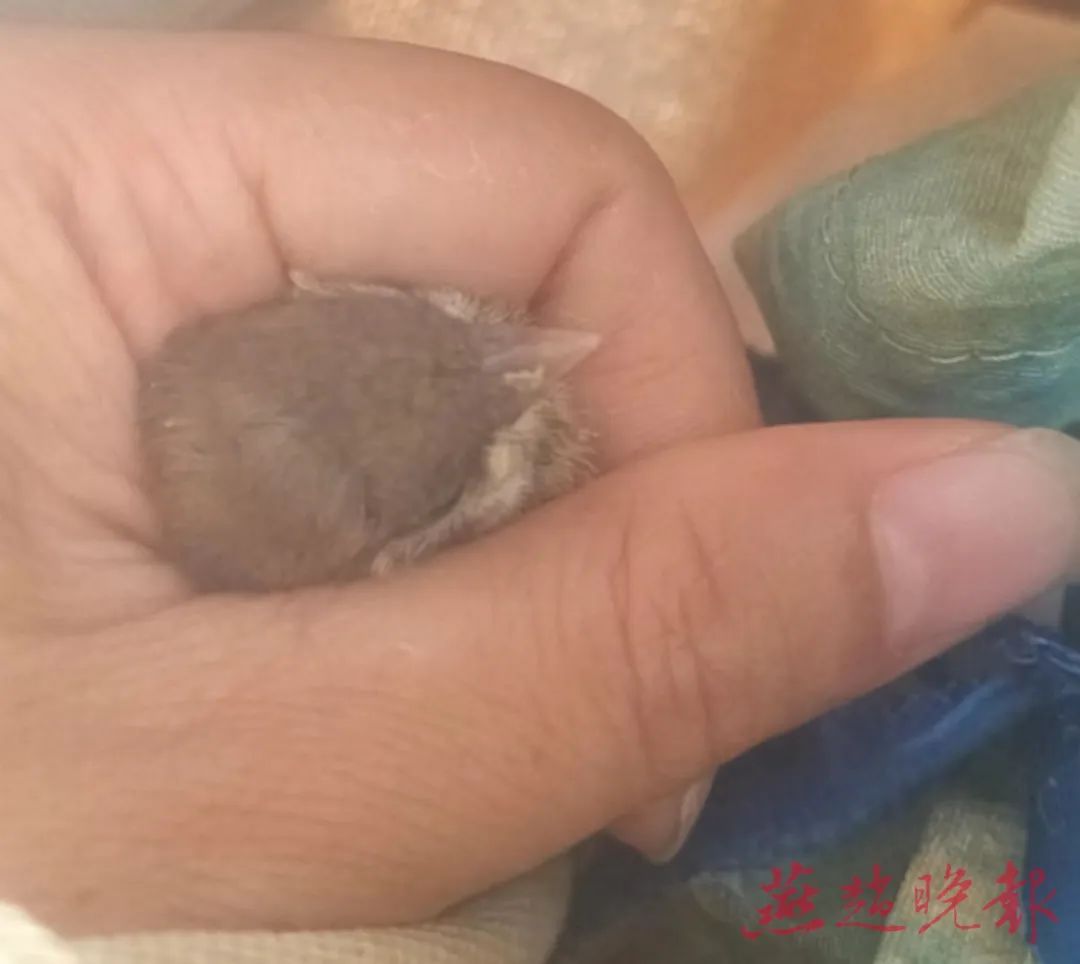 望周知！路边落单的幼鸟不要捡！