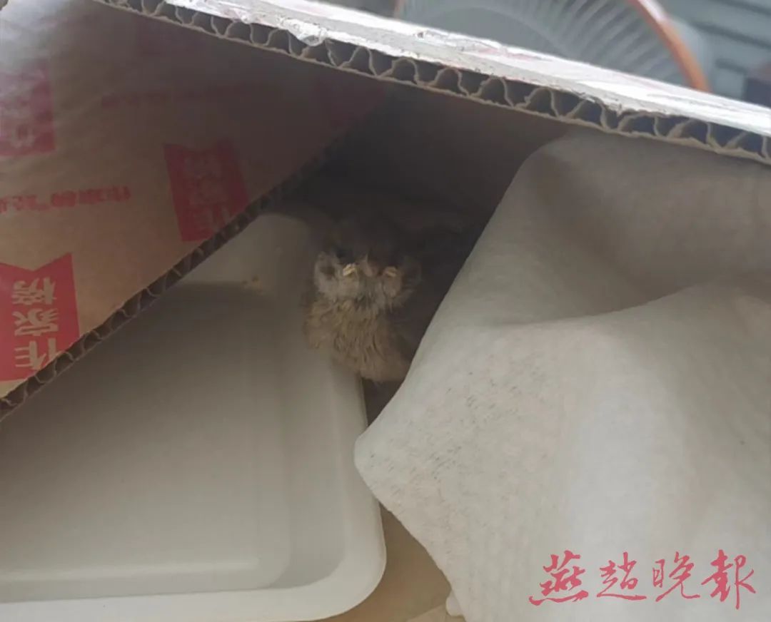 望周知！路边落单的幼鸟不要捡！