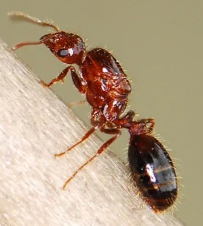 别拿蚂蚁不当虫子,被咬一次就“要命”! 别拿蚂蚁不当虫子,被咬一次就“要命”!