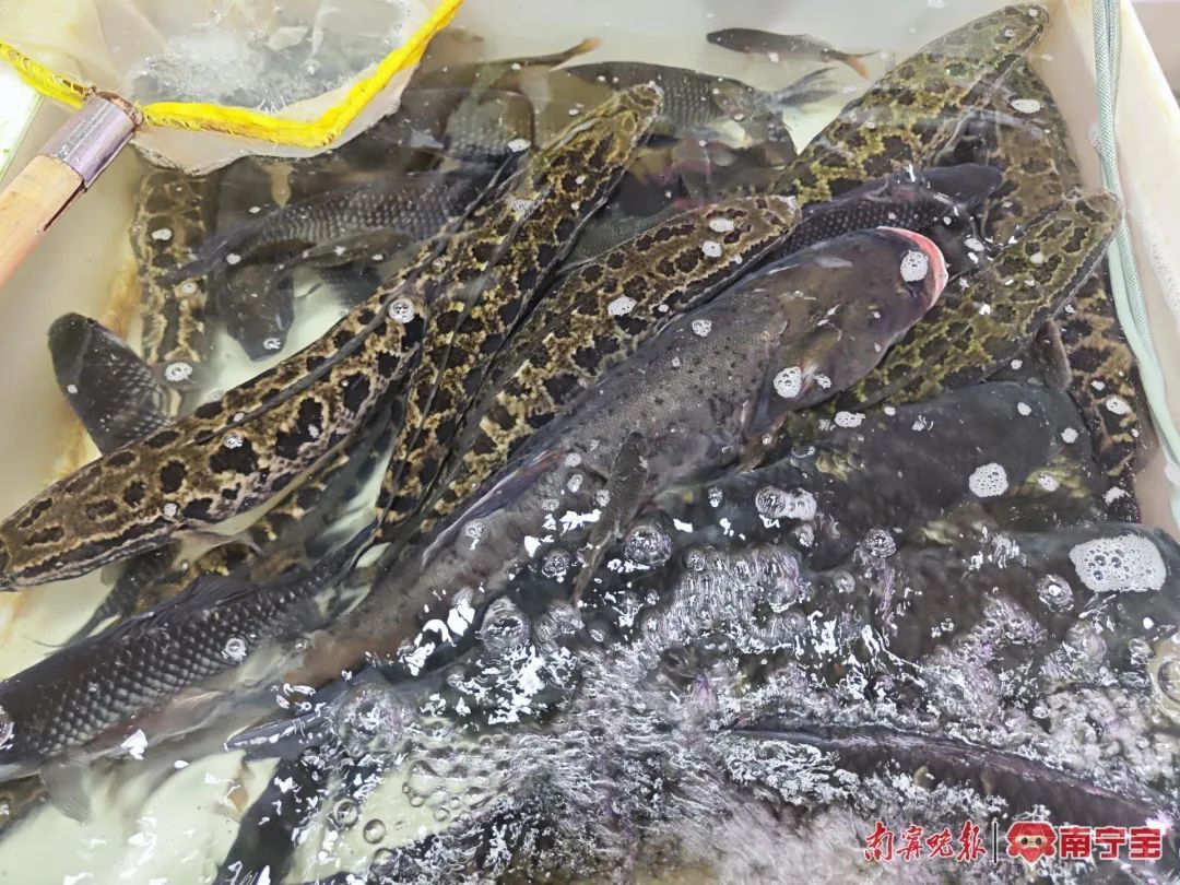 广西珠江流域禁渔期结束!这些鱼价格上涨…… 广西珠江流域禁渔期结束!这些鱼价格上涨……