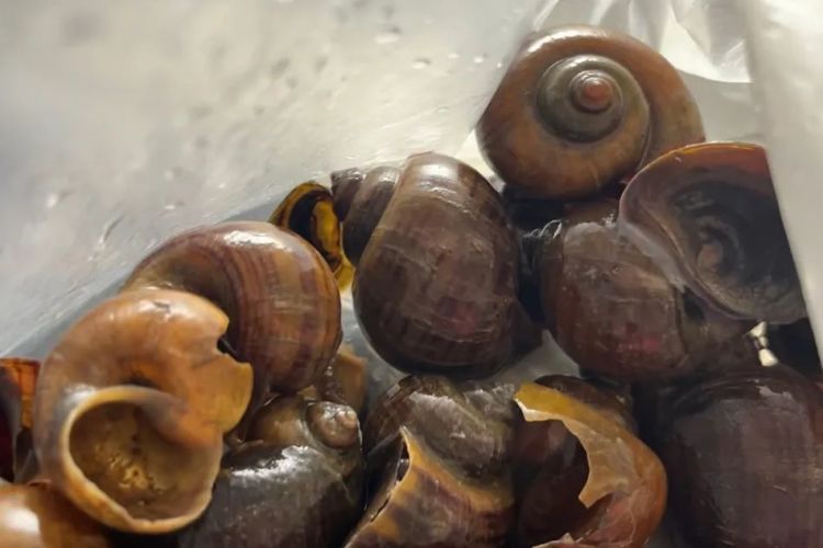 多地发布福寿螺食用风险提示 多地发布福寿螺食用风险提示