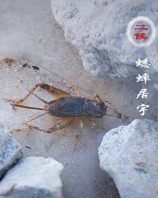 今日小暑 | 倏忽温风至 因循小暑来