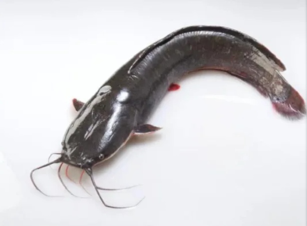 湖南近期高发!这种鱼卵千万别吃→ 湖南近期高发!这种鱼卵千万别吃→