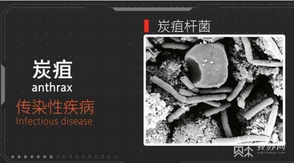 汛期是炭疽高发期 疾控提醒：主要有三种感染途径