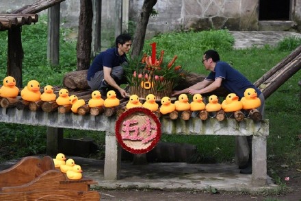 重庆大熊猫莽小五周岁生日 巨型大熊猫玩偶空降重庆动物园 重庆大熊猫莽小五周岁生日 巨型大熊猫玩偶空降重庆动物园