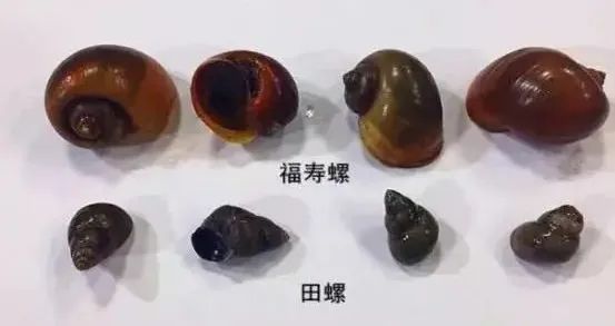 多地发布福寿螺食用风险提示 多地发布福寿螺食用风险提示