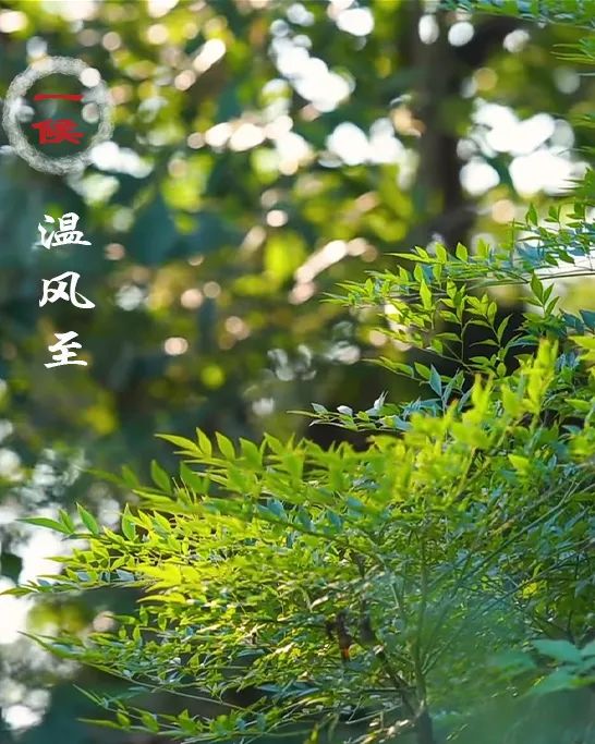 今日小暑 | 倏忽温风至 因循小暑来