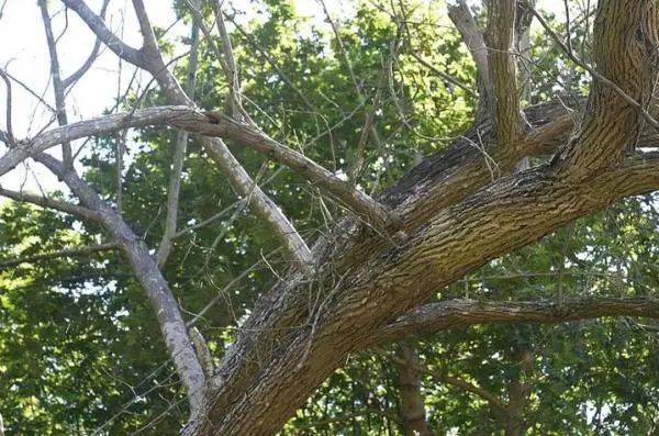 温州一棵树晴天“下雨”引围观,专家解读 温州一棵树晴天“下雨”引围观,专家解读