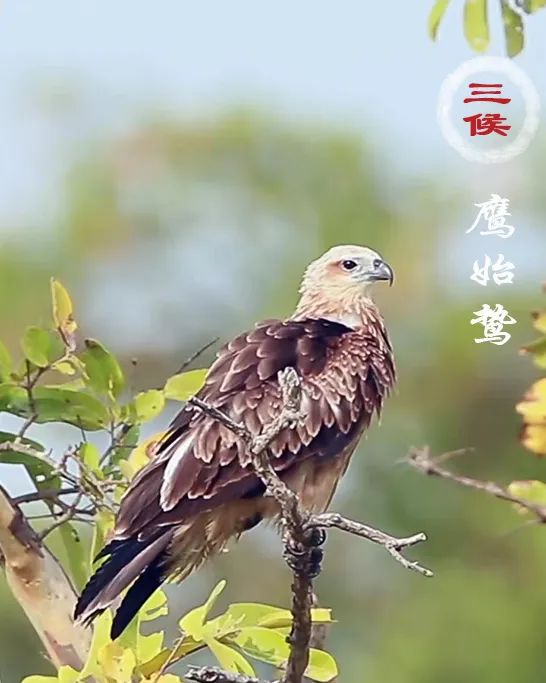 今日小暑 | 倏忽温风至 因循小暑来