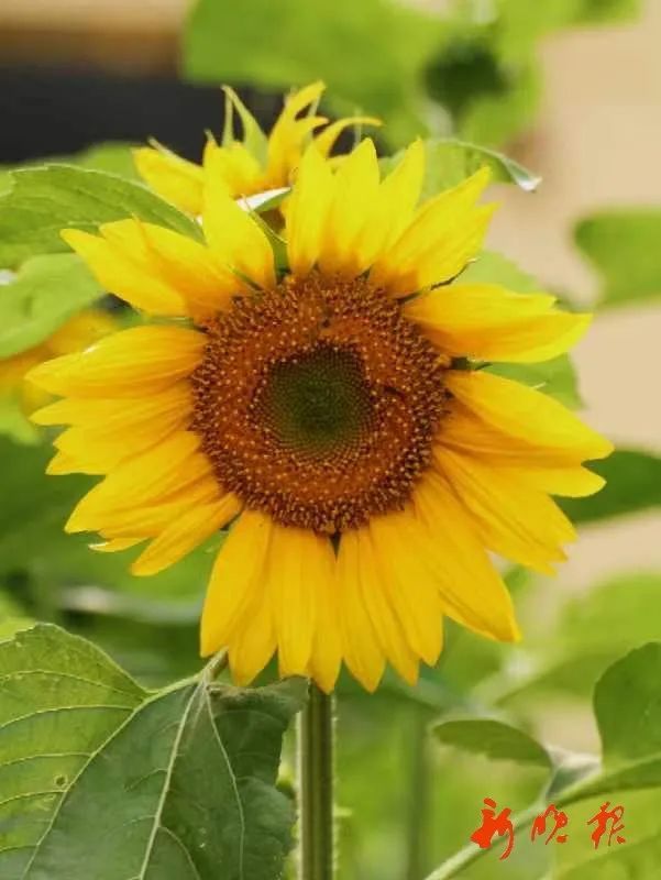 今天22时20分，小暑至｜今年的三伏从这一天开始……