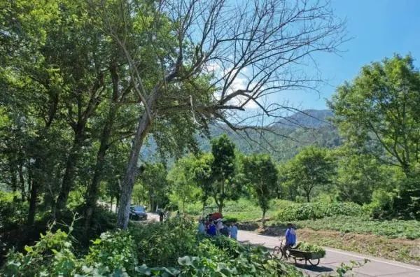 温州一棵树晴天“下雨”引围观,专家解读 温州一棵树晴天“下雨”引围观,专家解读