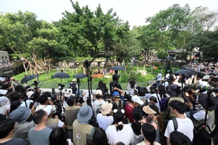 重庆大熊猫莽小五周岁生日 巨型大熊猫玩偶空降重庆动物园 重庆大熊猫莽小五周岁生日 巨型大熊猫玩偶空降重庆动物园
