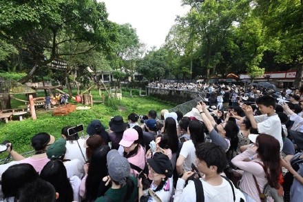 重庆大熊猫莽小五周岁生日 巨型大熊猫玩偶空降重庆动物园 重庆大熊猫莽小五周岁生日 巨型大熊猫玩偶空降重庆动物园