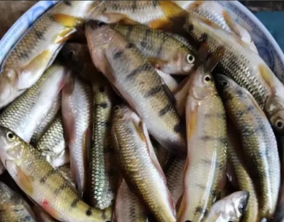 湖南近期高发!这种鱼卵千万别吃→ 湖南近期高发!这种鱼卵千万别吃→