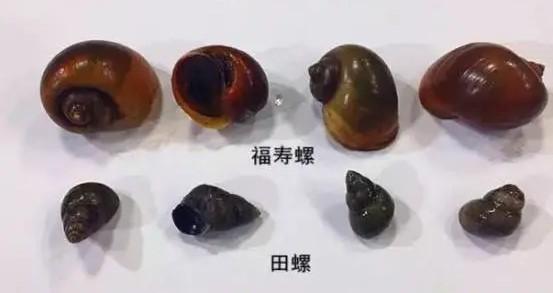 记者暗访福寿螺冒充田螺销售产业链后，多地发布福寿螺食用风险提示