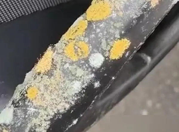 停地库半个月,保时捷车内发霉了!还有车方向盘长出小蘑菇? 停地库半个月,保时捷车内发霉了!还有车方向盘长出小蘑菇?