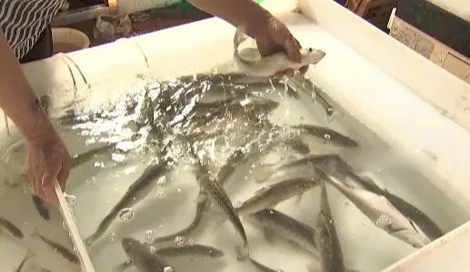 一大早卖完!杭州人馋的那一口鲜回归!老板:电话都被打爆了…… 一大早卖完!杭州人馋的那一口鲜回归!老板:电话都被打爆了……