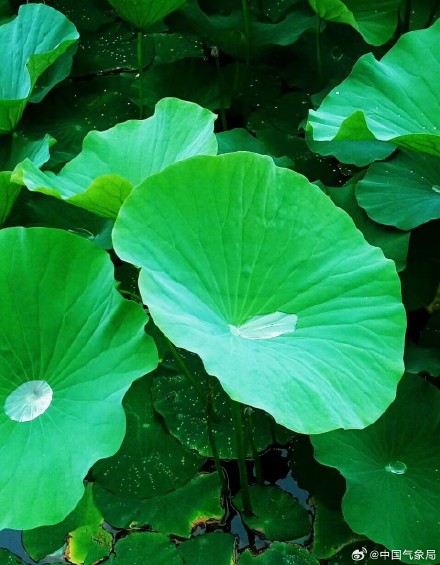 美！听池塘荷花温柔低语