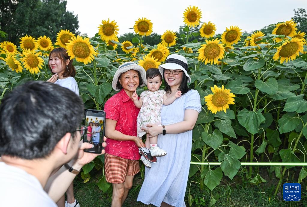 北京:夏日绽放的向日葵 北京:夏日绽放的向日葵