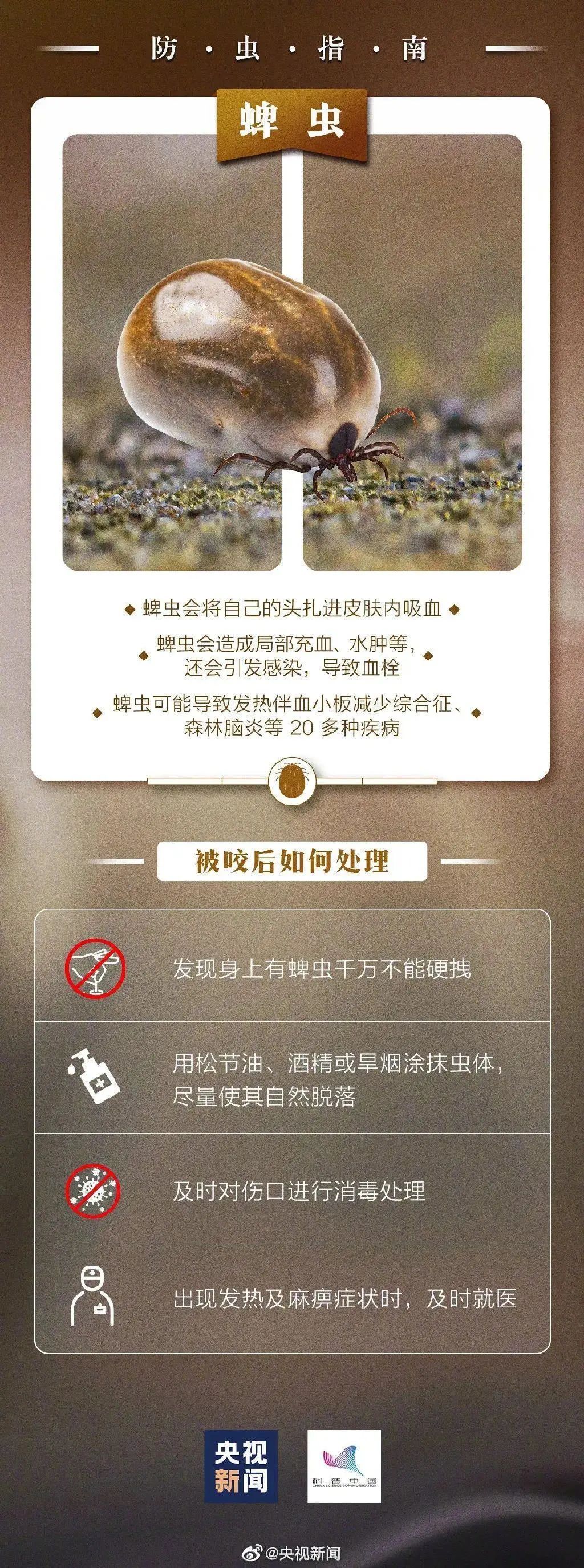 这种虫在海南出没 ，遇上千万别拍打