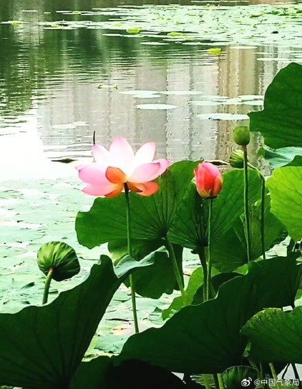 美！听池塘荷花温柔低语