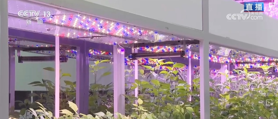 氛围感“拉满”、花样“上新”……夏日文旅“燃”动 释放消费新潜力