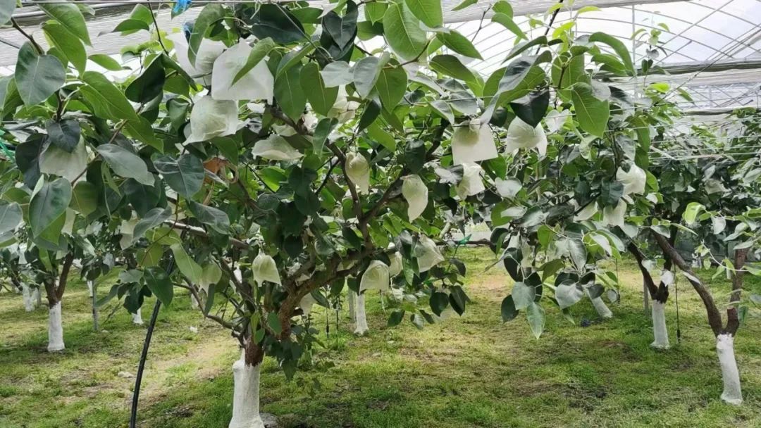 盼了一年，已经有人尝鲜！浙江人爱吃的这一口， 这两个月抓紧吃…