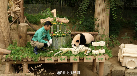 生日快乐!韩国为大熊猫双胞胎姐妹过生日 生日快乐!韩国为大熊猫双胞胎姐妹过生日