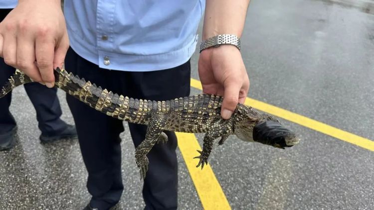 苏州一河道惊现暹罗鳄，已被妥善处置