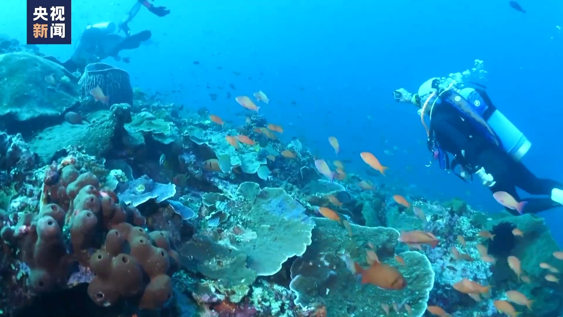 气候变化或导致褐藻和海草减少 进而损害生态系统完整性