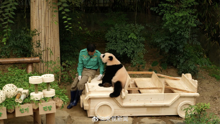 生日快乐!韩国为大熊猫双胞胎姐妹过生日 生日快乐!韩国为大熊猫双胞胎姐妹过生日