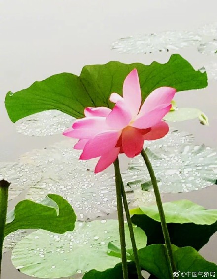 美！听池塘荷花温柔低语