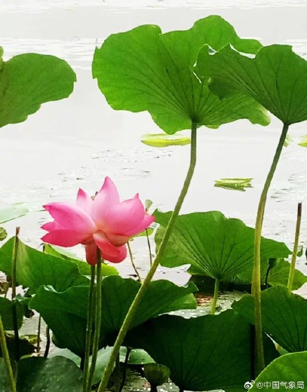 美！听池塘荷花温柔低语