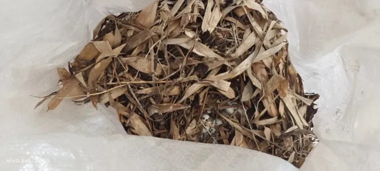 吓人!云南一村民上山捡菌,发现两条眼镜王蛇,还有六七十枚蛋 吓人!云南一村民上山捡菌,发现两条眼镜王蛇,还有六七十枚蛋