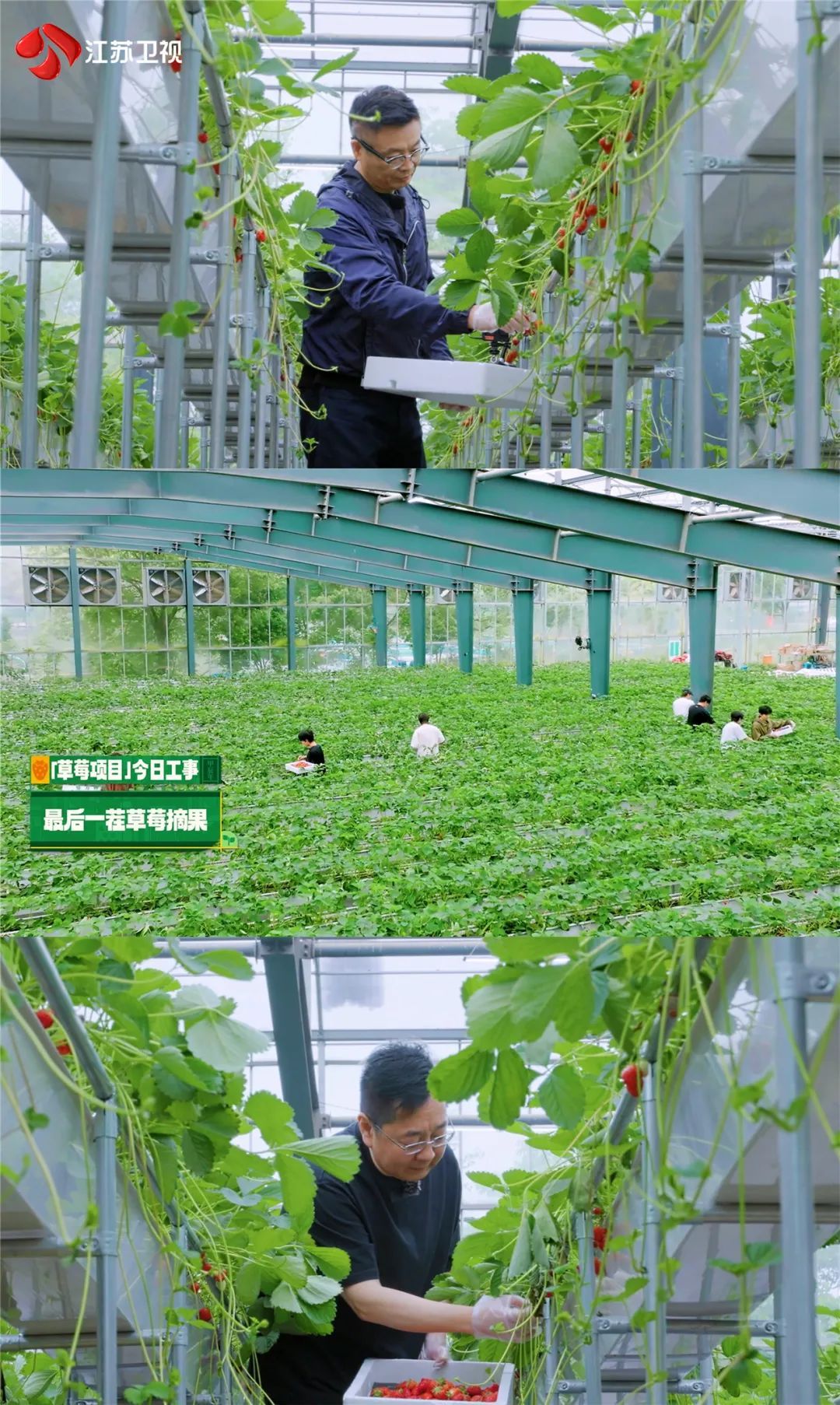 齐心协力迎丰收!江苏卫视《种地吧2》要开品鉴会啦! 齐心协力迎丰收!江苏卫视《种地吧2》要开品鉴会啦!