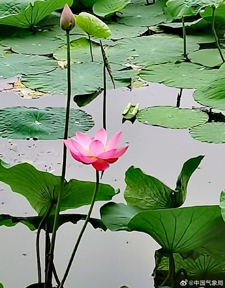 美！听池塘荷花温柔低语