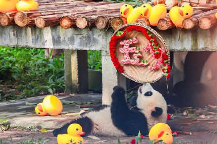 大熊猫莽灿灿迎来周岁生日