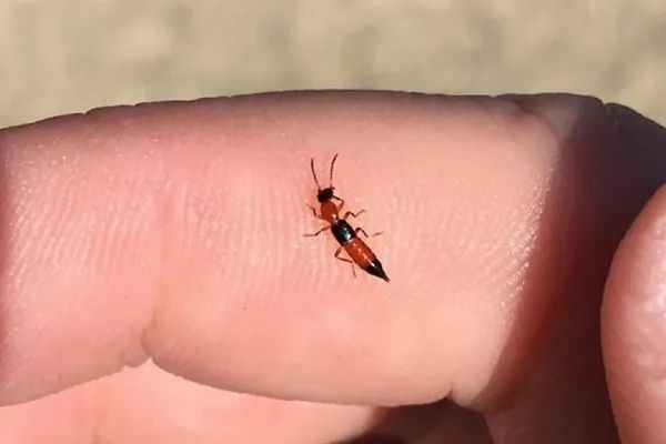 它又来了?男子莫名中招!受害者一堆,很多没见到“元凶” 它又来了?男子莫名中招!受害者一堆,很多没见到“元凶”