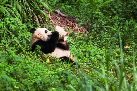 大熊猫莽灿灿迎来周岁生日