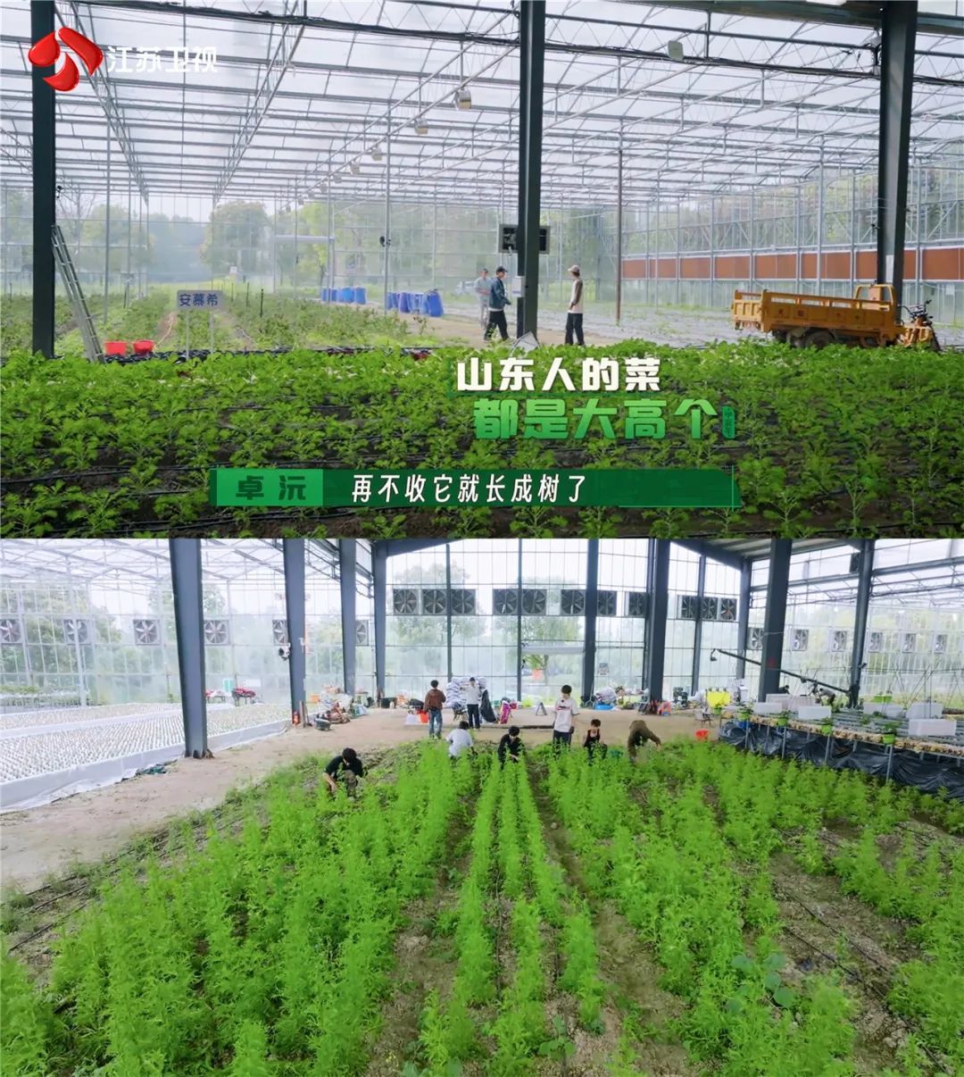 齐心协力迎丰收!江苏卫视《种地吧2》要开品鉴会啦! 齐心协力迎丰收!江苏卫视《种地吧2》要开品鉴会啦!