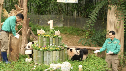 生日快乐!韩国为大熊猫双胞胎姐妹过生日 生日快乐!韩国为大熊猫双胞胎姐妹过生日
